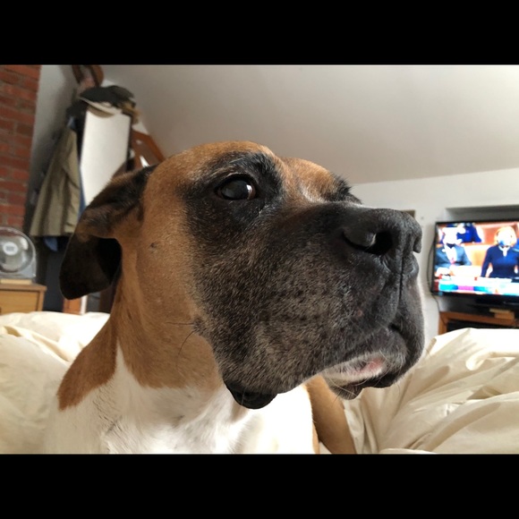 Meet your Posher, Amélie - Picture 1 of 1